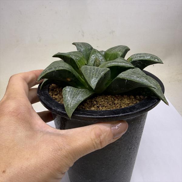 多肉植物：ハオルチア ジパング*幅12cm 現品！一品限り : 遊恵盆栽