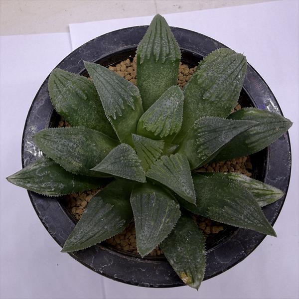多肉植物：ハオルチア 毛蟹×マジョール 暗黒王（赤紫肌）*幅12cm