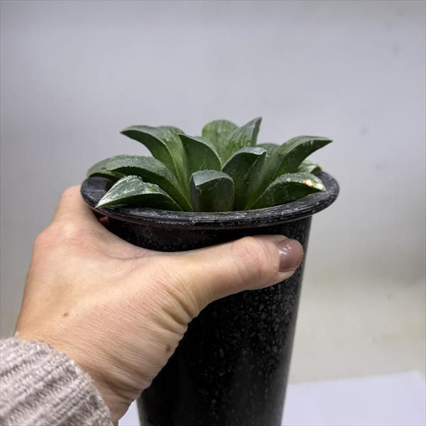 多肉植物：ハオルチア 毛蟹×マジョール 暗黒王（赤紫肌）*幅12cm