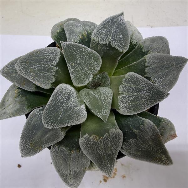 多肉植物：ハオルチア ピグマエア*幅9.5cm 現品！一品限り : 遊恵