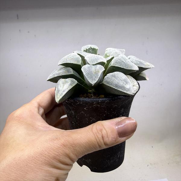 多肉植物：ハオルチア ピグマエア*幅9.5cm 現品！一品限り : 遊恵