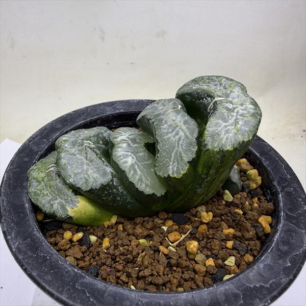 多肉植物：ハオルチア 玉扇錦 ラベル落ち*幅8cm *現品！一品限り