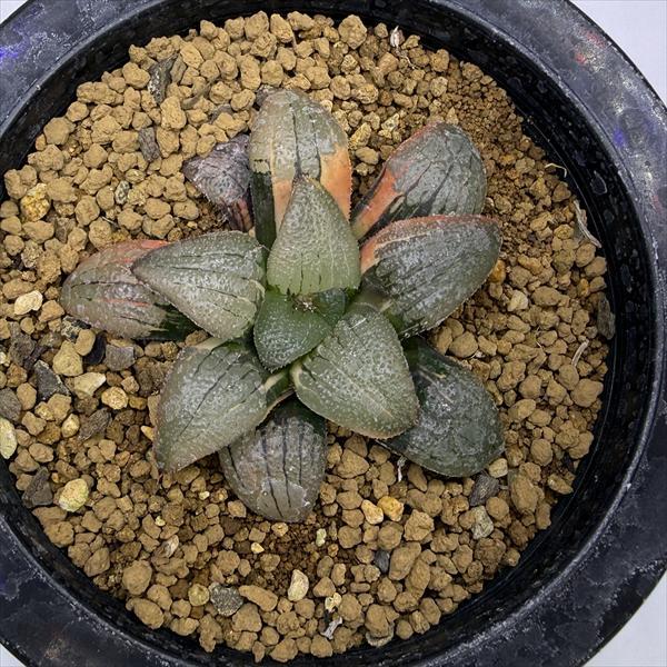 多肉植物：ハオルチア スプリング交配種錦 紫麗錦*幅6.5cm 現品