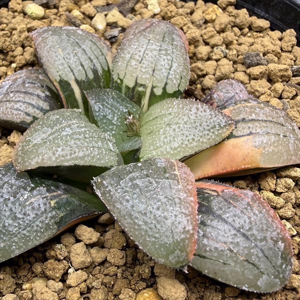 多肉植物：ハオルチア スプリング交配種錦 紫麗錦*幅6.5cm 現品