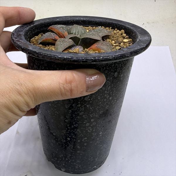 多肉植物：ハオルチア スプリング交配種錦 紫麗錦*幅6.5cm 現品