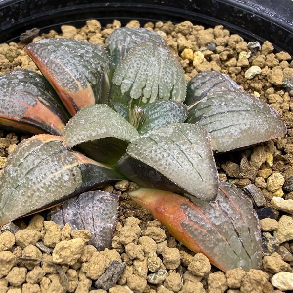 多肉植物：ハオルチア スプリング交配種錦 紫麗錦*幅6.5cm 現品