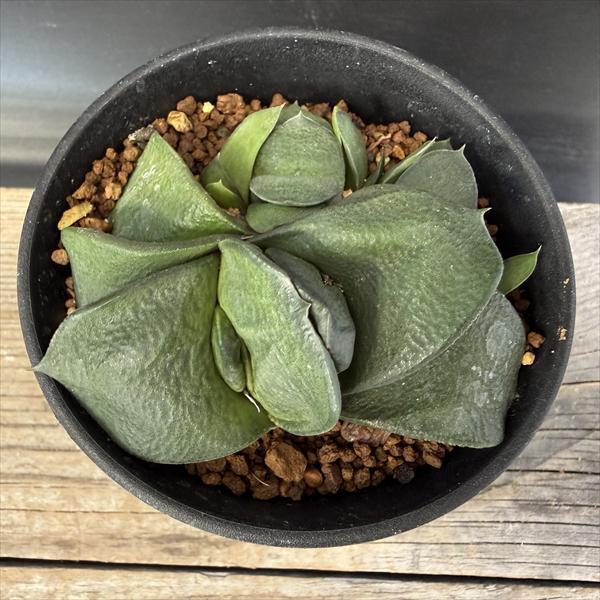 多肉植物：ガステリア 臥牛*幅7cm 現品！一品限り 現品！一品限り