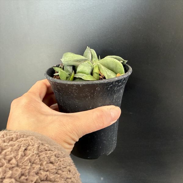 多肉植物：ガステリア 臥牛*幅7cm 現品！一品限り 現品！一品限り