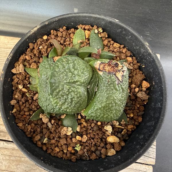 多肉植物：ガステリア 臥牛*幅5cm 現品！一品限り ※傷あり : 遊恵