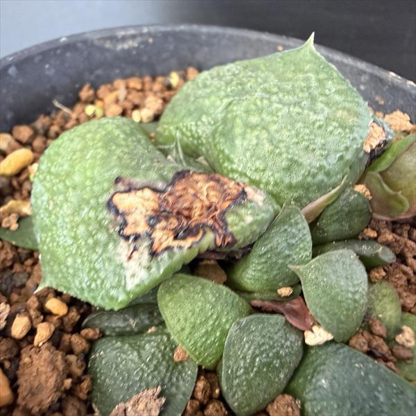 メルカリ便発送&ロウルサンコさんラベル付き☆多肉植物 ガステリア 臥牛 王頭 多肉植物：ガステリア 臥牛*幅5cm 現品！一品限り ※傷あり : 遊恵