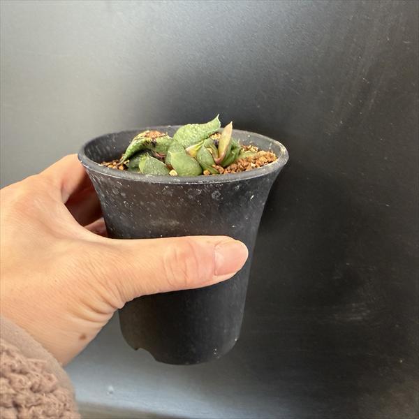 多肉植物：ガステリア 臥牛*幅5cm 現品！一品限り ※傷あり : 遊恵