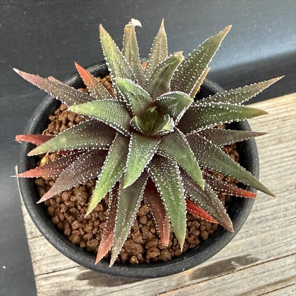 多肉植物：ハオルチア ラインワルジー*幅7cm : 遊恵盆栽 Yahoo!店