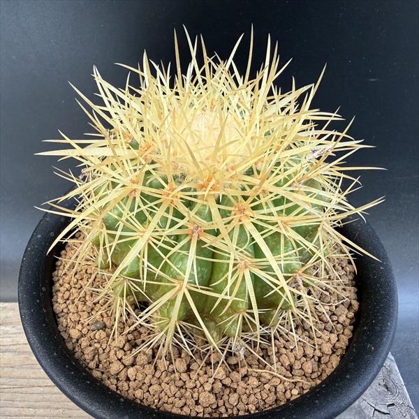 15号金鯱サボテン【2月最終値引き１万円】AA サボテン：エキノカクタス 金鯱*幅13cm 現品！一品限り : 遊恵盆栽