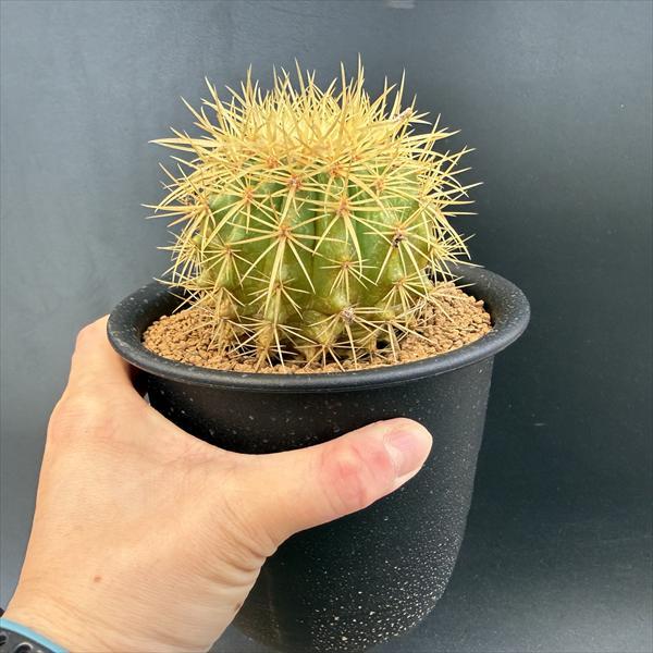 サボテン：エキノカクタス 王金鯱*幅8.5cm : 遊恵盆栽 Yahoo!店 - 通販