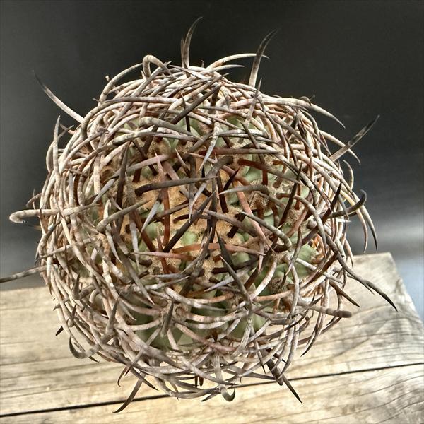 サボテン：エリオシケ 極光丸 ツギ*幅9.5cm 現品！一品限り : 遊恵盆栽
