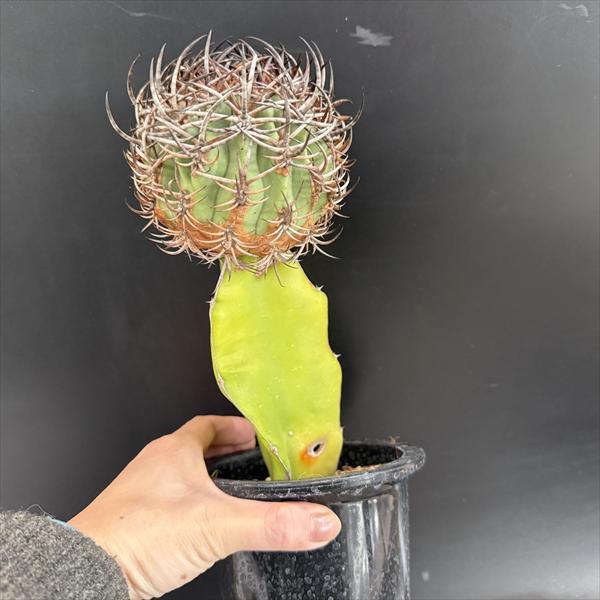 サボテン：エリオシケ 極光丸 ツギ*幅9.5cm 現品！一品限り : 遊恵盆栽