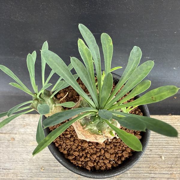 多肉植物：ユーフォルビア 峨眉山（がびざん）*M 幅5cm : 遊恵盆栽