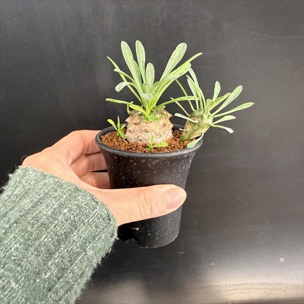 多肉植物：ユーフォルビア 峨眉山（がびざん）*M 幅5cm : 遊恵盆栽