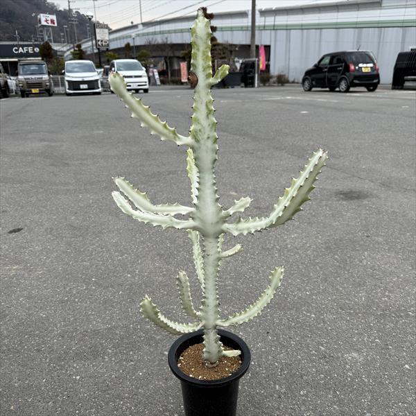 多肉植物：ユーフォルビア ホワイトゴースト*幅36cm 現品！一品限り