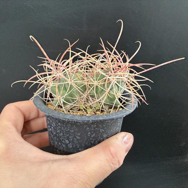 サボテン：フェロカクタス 鯱頭 ダブルヘッド*幅6cm ☆赤松実生 現品