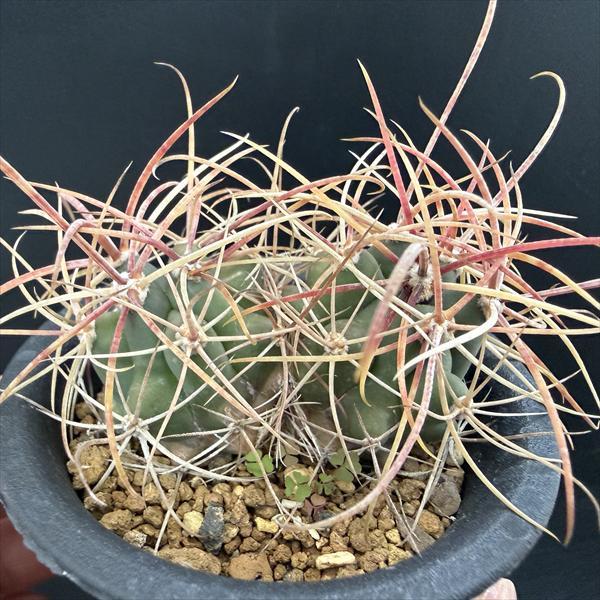 サボテン：フェロカクタス 鯱頭 ダブルヘッド*幅6cm ☆赤松実生 現品