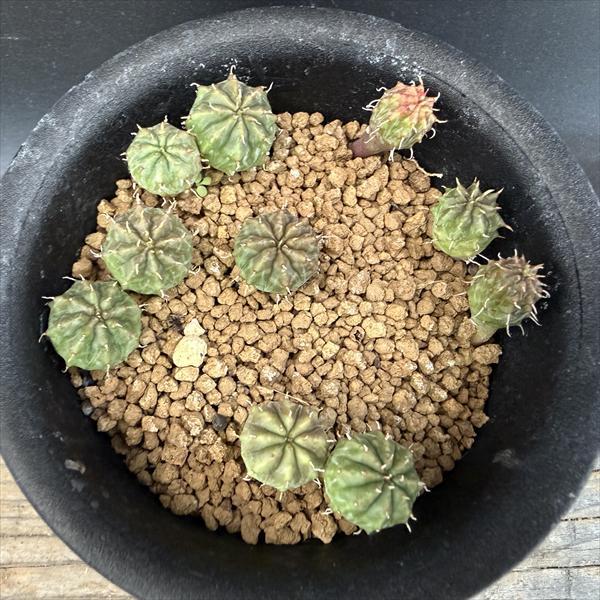 ☆特価☆多肉植物：ユーフォルビア バリダ 1鉢*幅1cm前後 現品！一品