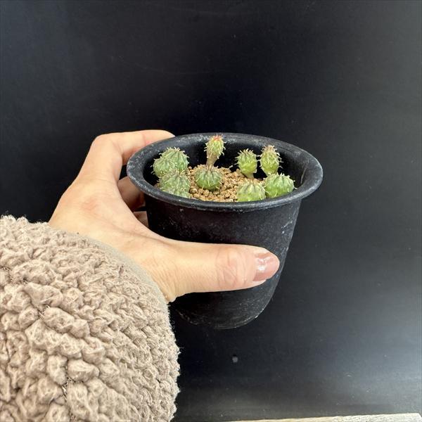 ☆特価☆多肉植物：ユーフォルビア バリダ 1鉢*幅1cm前後 現品！一品