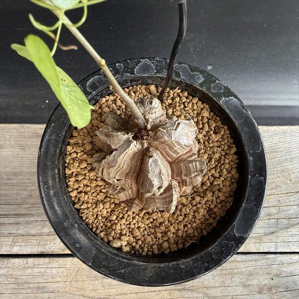 ☆特価☆コーデックス：アフリカ亀甲竜*塊根幅6cm 現品！一品限り