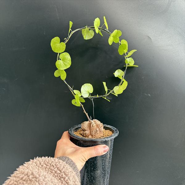 ☆特価☆コーデックス：アフリカ亀甲竜*塊根幅6cm 現品！一品限り