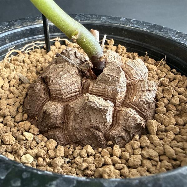 ☆特価☆コーデックス：アフリカ亀甲竜*塊根幅5cm 現品！一品限り