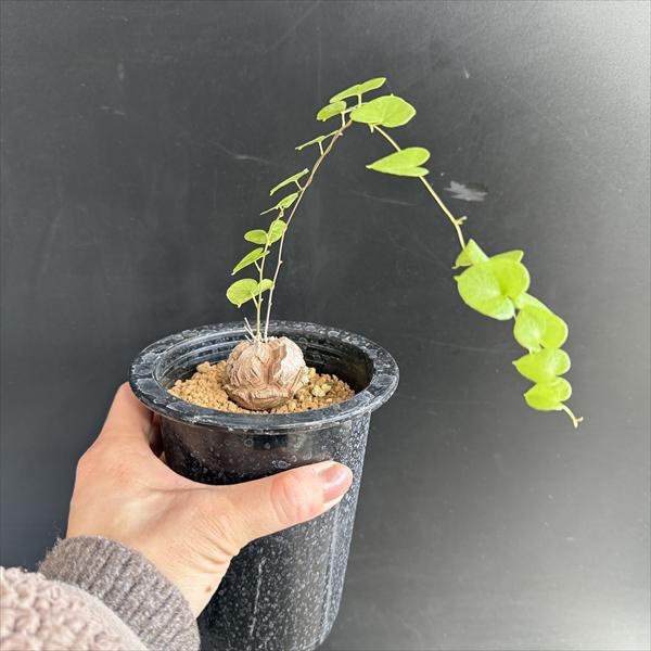 ☆特価☆コーデックス：アフリカ亀甲竜*塊根幅4cm 現品！一品限り