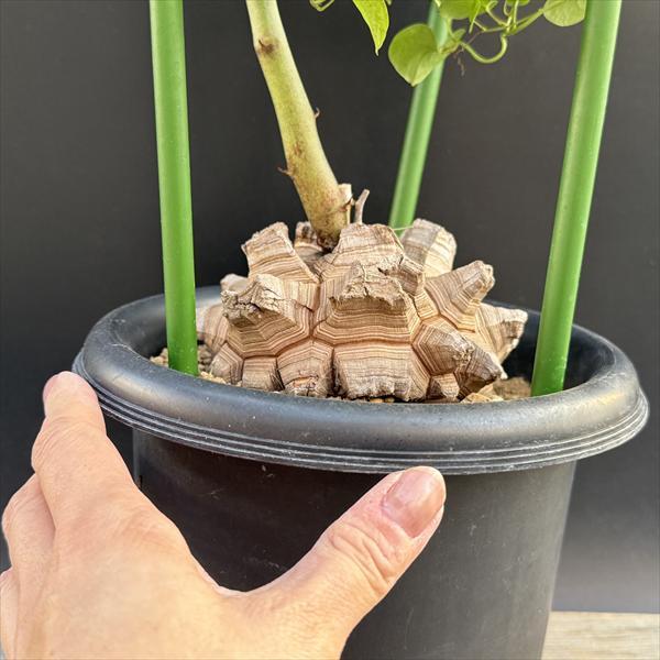 コーデックス：アフリカ亀甲竜*塊根幅10.5cm 現品！一品限り : 遊恵