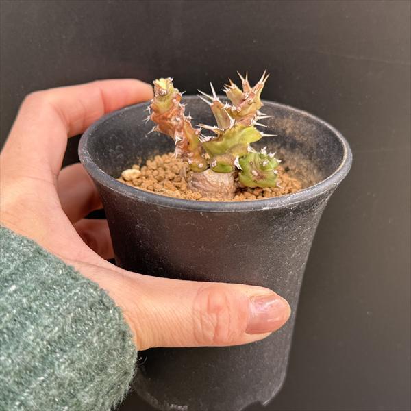 コーデックス：ユーフォルビア トルチラマ*葉幅4.5cm 現品！一品限り