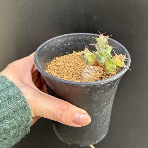 コーデックス：ユーフォルビア トルチラマ*葉幅4.5cm 現品！一品限り