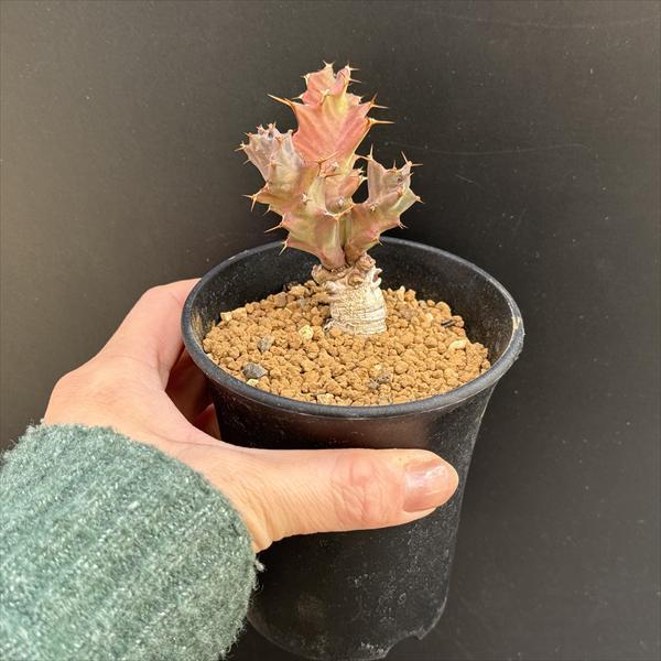 コーデックス：ユーフォルビア トルチラマ*葉幅5cm 現品！一品限り