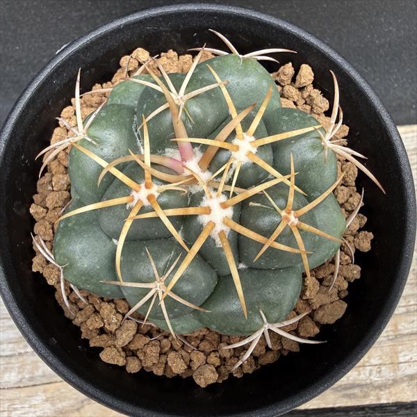 サボテン：コリファンタ 象牙丸 カキコ*幅6cm : 遊恵盆栽 Yahoo!店
