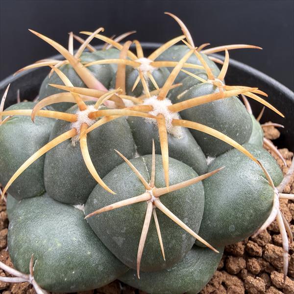 サボテン：コリファンタ 象牙丸 カキコ*幅6cm : 遊恵盆栽 Yahoo!店