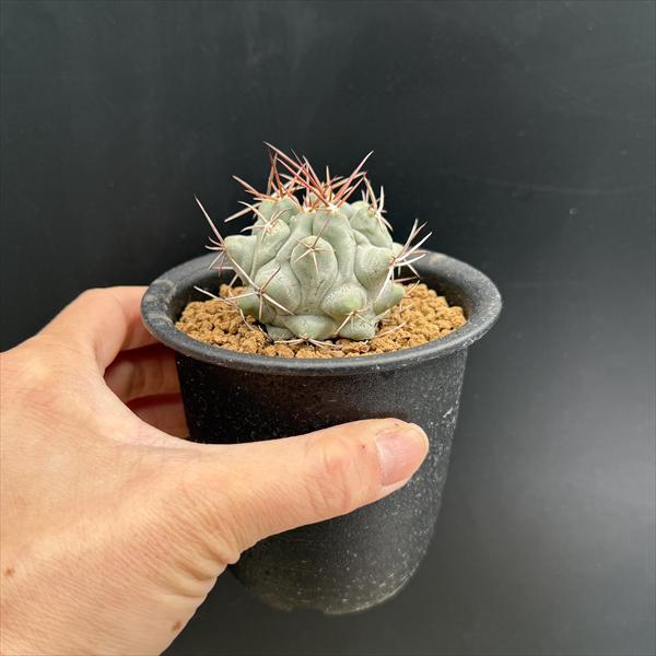 サボテン：テロカクタス 鶴巣丸 実生*幅5cm : 遊恵盆栽 Yahoo!店
