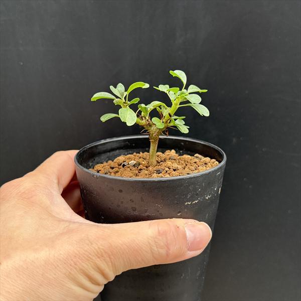 コーデックス：サルコカウロン バンデリティアエ 実生*幅4.5cm