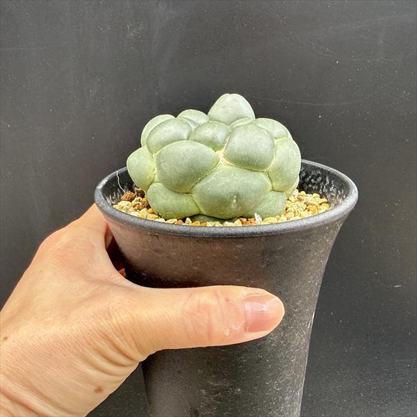 サボテン：コリファンタ 刺なし象牙丸*幅7cm 現品！一品限り : 遊恵