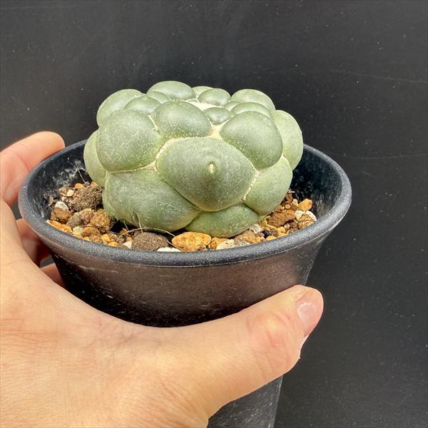 サボテン：コリファンタ 刺なし象牙丸*幅7cm 現品！一品限り : 遊恵