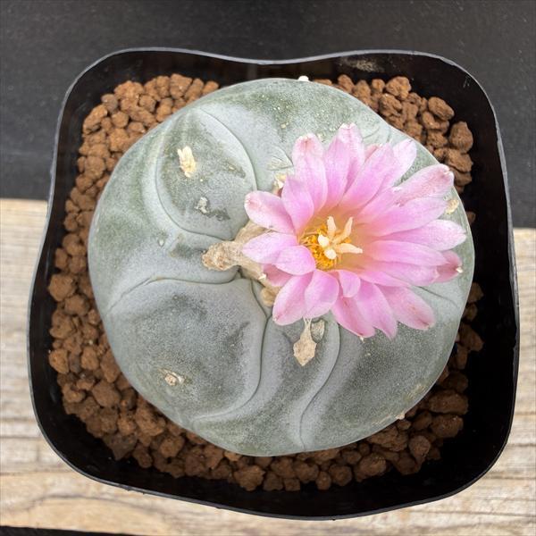 観葉植物 大株 Y系疣銀冠玉 ロフォフォラ 実生