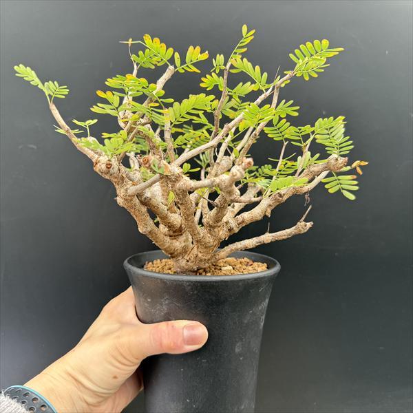 コーデックス：センナ メリディオナリス 実生*葉幅23cm 現品！一品