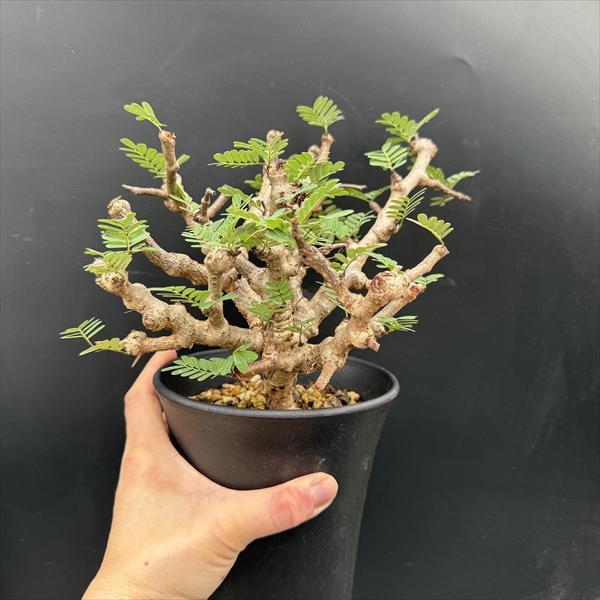 コーデックス：センナ メリディオナリス 実生*葉幅23cm 現品！一品
