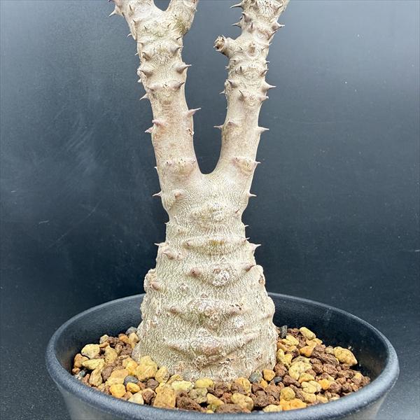 コーデックス：パキポディウム ウィンゾリー 国内実生*葉幅13cm 現品