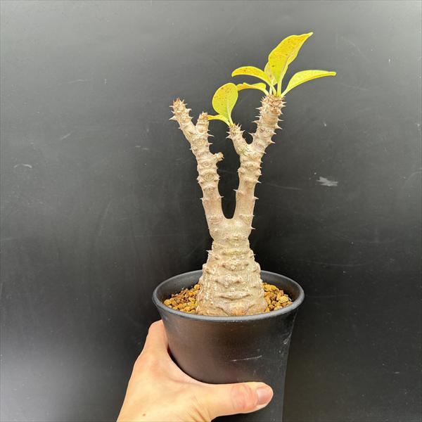 コーデックス：パキポディウム ウィンゾリー 国内実生*葉幅13cm 現品 