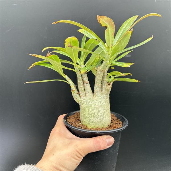 コーデックス：アデニウム アラビカム 実生*葉幅22cm 現品！一品限り
