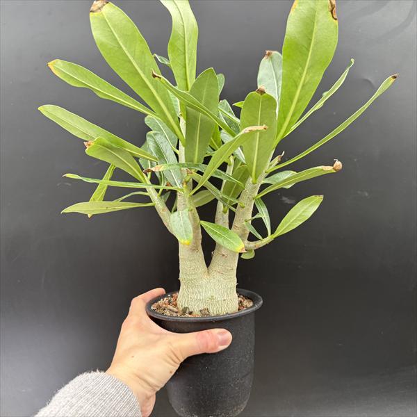 コーデックス：アデニウム アラビカム 実生*葉幅32cm 現品！一品限り