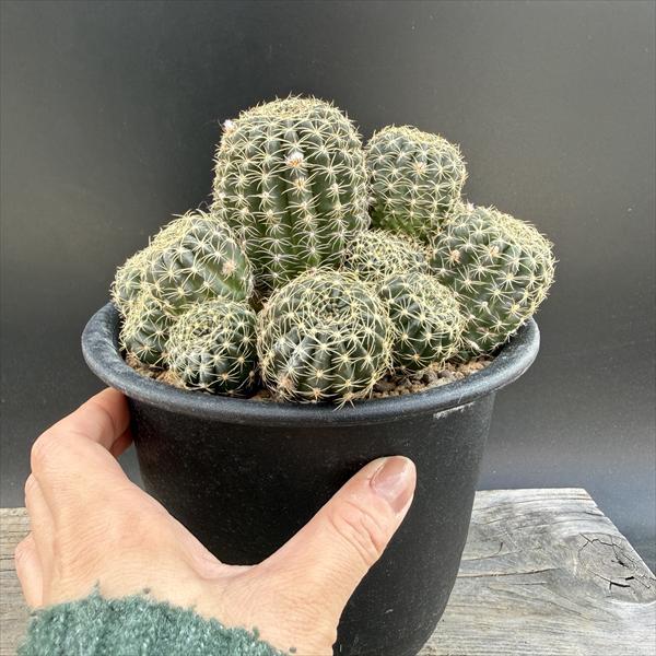 花サボテン：ロビビア*幅15cm 現品！一品限り : 遊恵盆栽 Yahoo!店