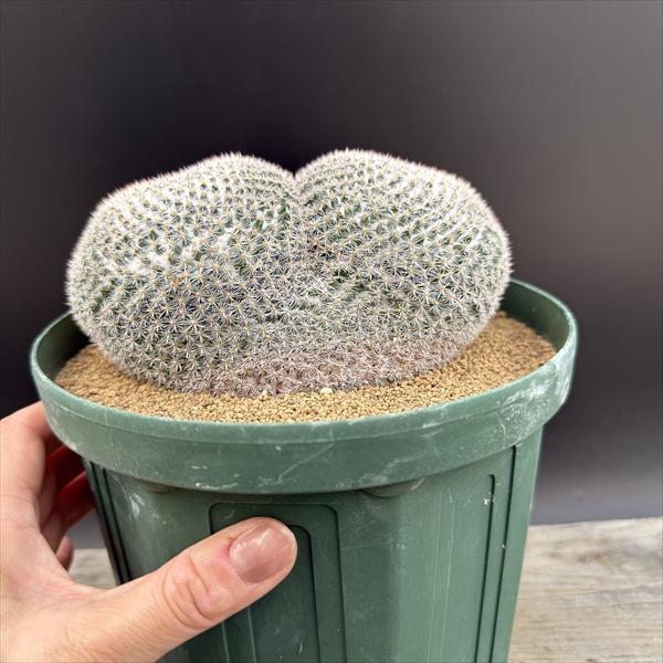 【美株】マミラリア 大福丸 国内実生 陶器鉢入 塊根植物 サボテン コーデックス マミラリア・大福丸hyb. | trigger